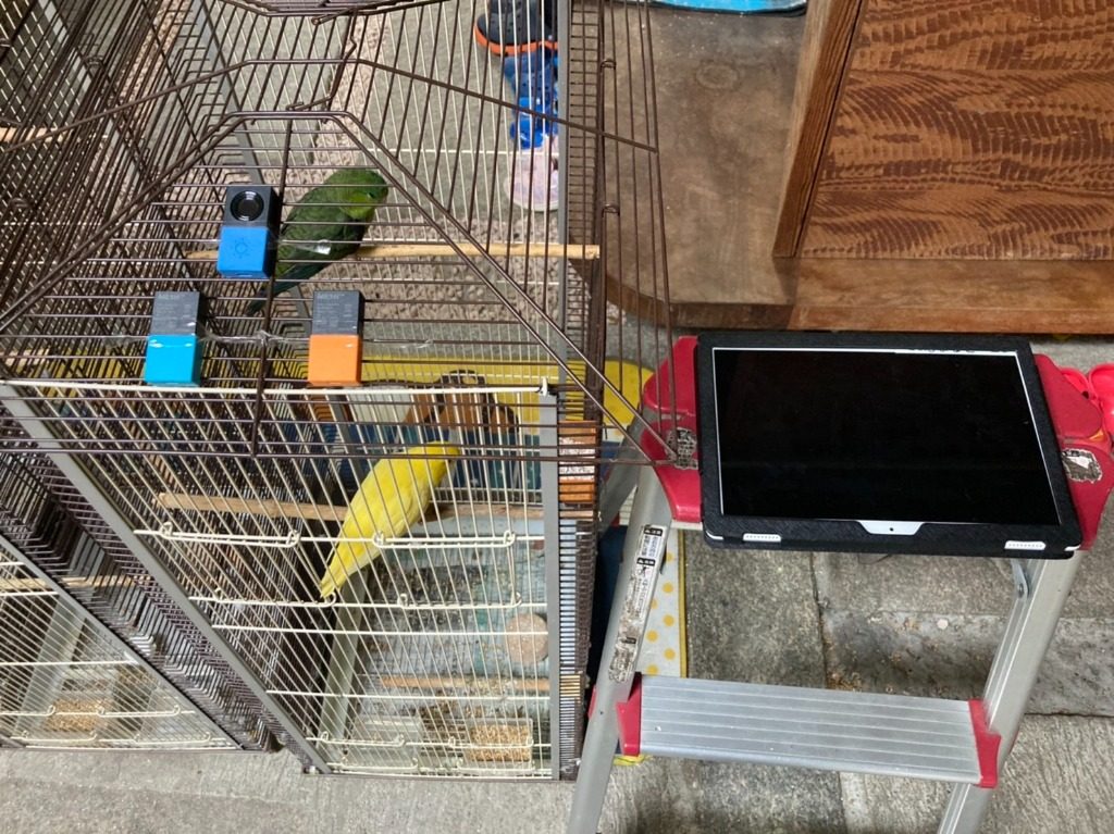ヘビからインコを守るためのMESHプログラム