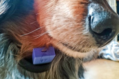 愛犬用に簡易体温管理システムを作ってみた